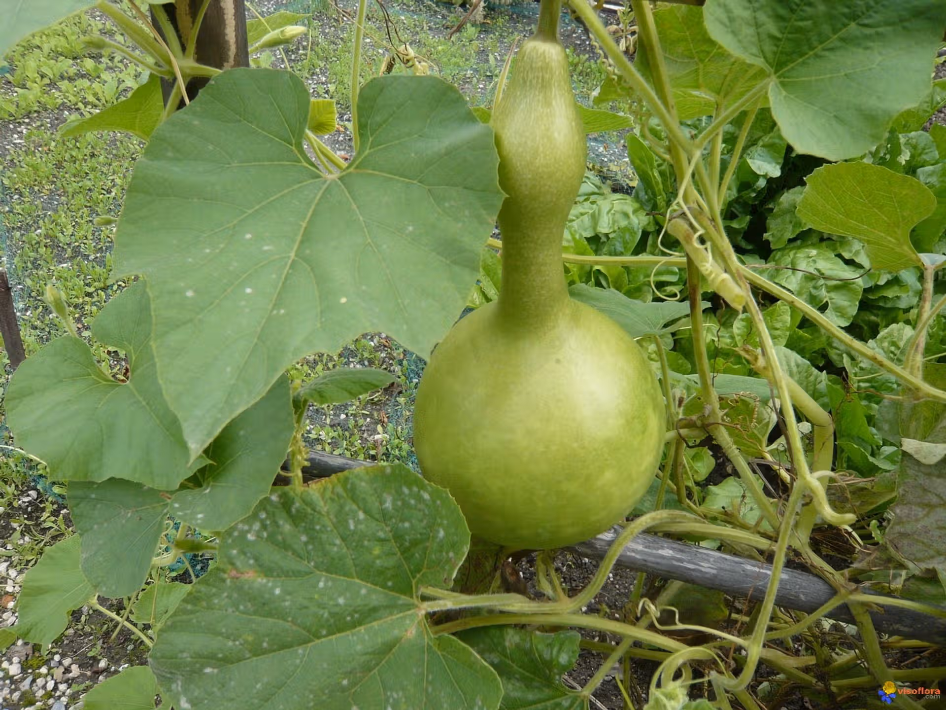 La courge calebasse
